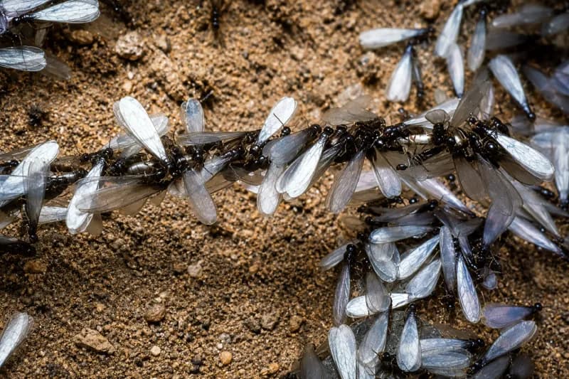 Termite Swarmers