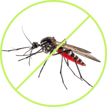 Mosquitoes