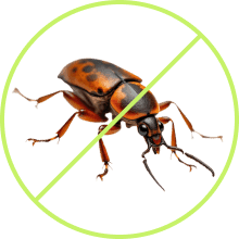 Bed Bugs