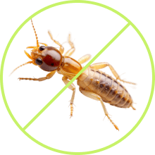 Termites