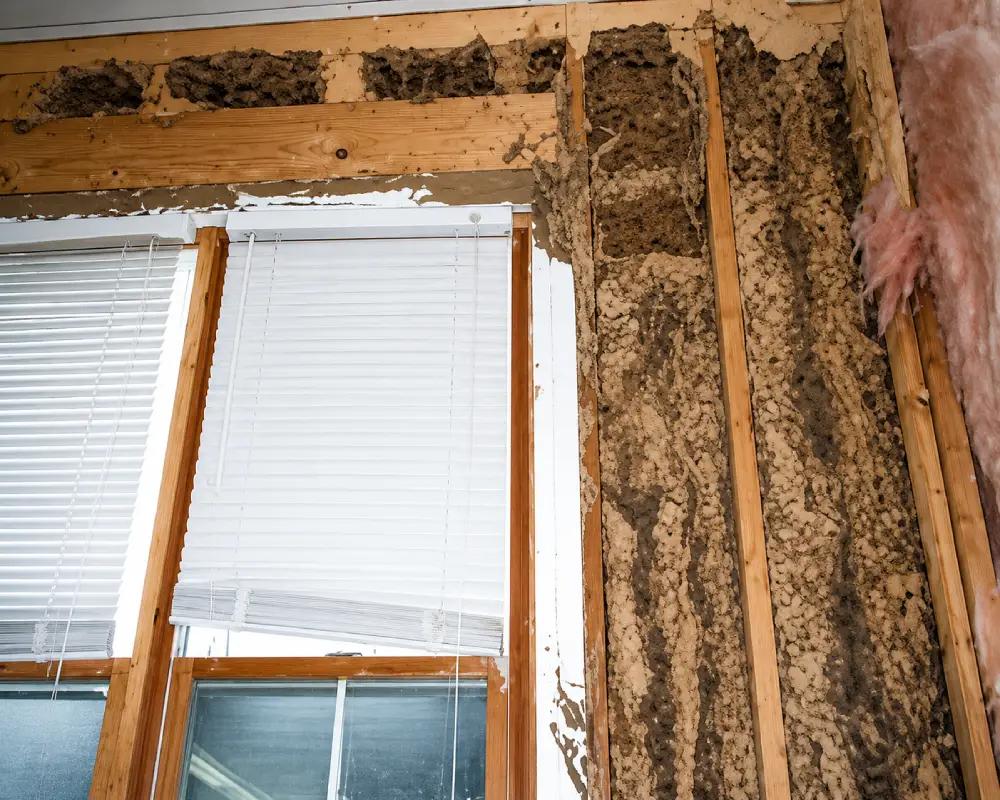 Termite Wood Damage